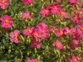 Pink rock rose flowers, Helianthemum Ben Hope Royalty Free Stock Photo