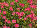 Pink rock rose flowers, Helianthemum Ben Hope Royalty Free Stock Photo