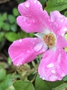 Pink Rock Rose after Rain Royalty Free Stock Photo