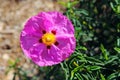 Pink rockrose, Cistus species