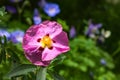 Pink rockrose in the garden, cistus purpureus