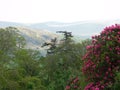 The pink rohododendrons, pine trees and hills