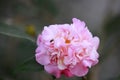 Pink Rosa aurora,rose bengal camellia, japonica in full bloom with beed and green leaf Royalty Free Stock Photo