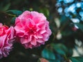 Pink Rosa centifolia flower bloom in the garden