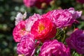 Pink rosa dumalis Royalty Free Stock Photo