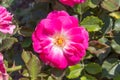 Pink rosa dumalis Royalty Free Stock Photo