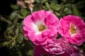Pink rosa dumalis Royalty Free Stock Photo