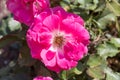 Pink rosa dumalis Royalty Free Stock Photo