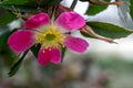 Pink Rosa Glauca