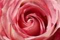 Pink Rose Royalty Free Stock Photo