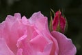 Pink rose Royalty Free Stock Photo