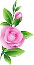 Pink rose