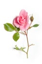 Pink rose Royalty Free Stock Photo