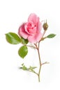 Pink rose