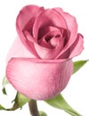 Pink rose Royalty Free Stock Photo