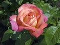 Pink rose