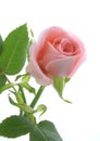 Pink rose Royalty Free Stock Photo