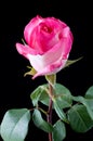 Pink rose