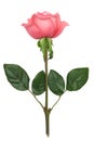 Pink Rose