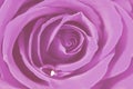 Pink rose Royalty Free Stock Photo