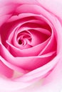 Pink rose