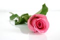 Pink rose Royalty Free Stock Photo