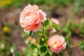 Pink peachy rose Elizabeth Stuart blooming in summer garden. Massad french selection roses flowers