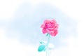 Pink rose by Adjust color sweet emotions