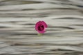 Pink rose against dry gray palm leaves. Minimal, organic image style. Blurry, soft focus background.