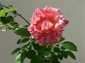 Pink rose against grey background