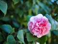 A pink rose against rich green leaves. Royalty Free Stock Photo