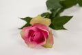 A pink rose Royalty Free Stock Photo