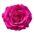 Pink Rose Against White Background Royalty Free Stock Photo