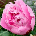 A pink rose, as fresh and pure it could be. Royalty Free Stock Photo