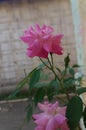 The Pink Rose of Assam state of India