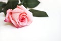 Pink rose background