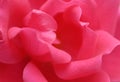 Pink Rose Background Royalty Free Stock Photo