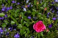 Pink rose on a background of blue small lobelia flowers. Colorful arrangement of multi-colored flowers in the garden