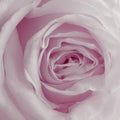 Pink Rose Background - Flower Stock Photos Royalty Free Stock Photo