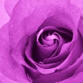 Pink Rose Background - Flower Stock Photos Royalty Free Stock Photo