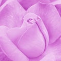 Pink Rose Background - Flower Stock Photos Royalty Free Stock Photo