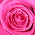 Pink Rose Background - Flower Stock Photos Royalty Free Stock Photo