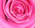 Pink Rose Background - Flower Stock Photos Royalty Free Stock Photo