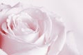 Pink Rose Background - Flower Stock Photos Royalty Free Stock Photo