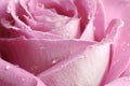 Pink Rose Background - Flower Stock Photos Royalty Free Stock Photo