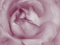 Pink Rose Background - Flower Stock Photos Royalty Free Stock Photo