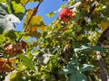 Pink rose on the background of green grapes and blue sky. Flower and grapes. Royalty Free Stock Photo