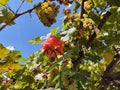 Pink rose on the background of green grapes and blue sky. Flower and grapes. Royalty Free Stock Photo