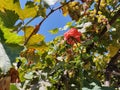 Pink rose on the background of green grapes and blue sky. Flower and grapes. Royalty Free Stock Photo