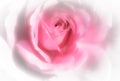 The pink rose Royalty Free Stock Photo